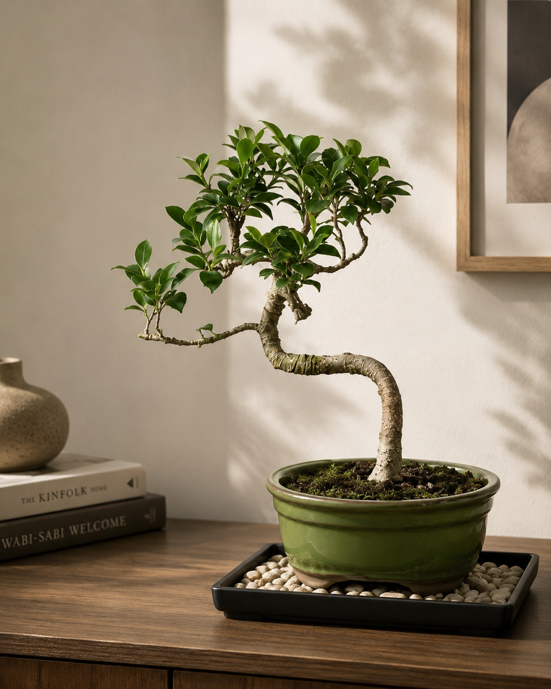 Golden Gate Ficus Bonsai Tree
