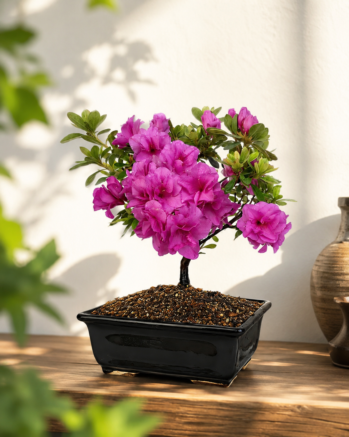 TODOROKI Purple Azalea Bonsai Tree