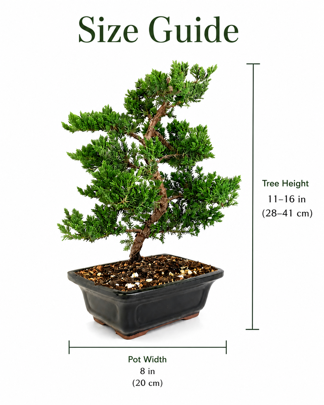 TODOROKI Trained Juniper Bonsai Tree
