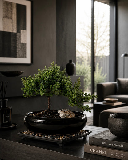 TODOROKI Medium Rock Juniper Bonsai