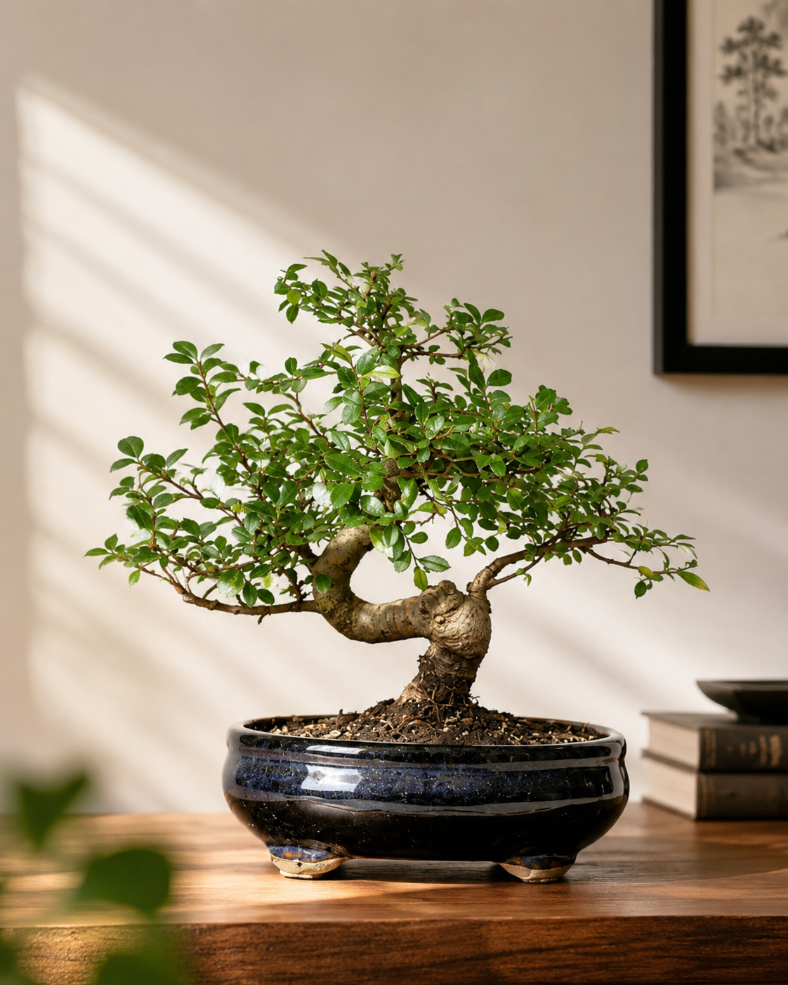 TODOROKI Chinese Elm Bonsai Tree