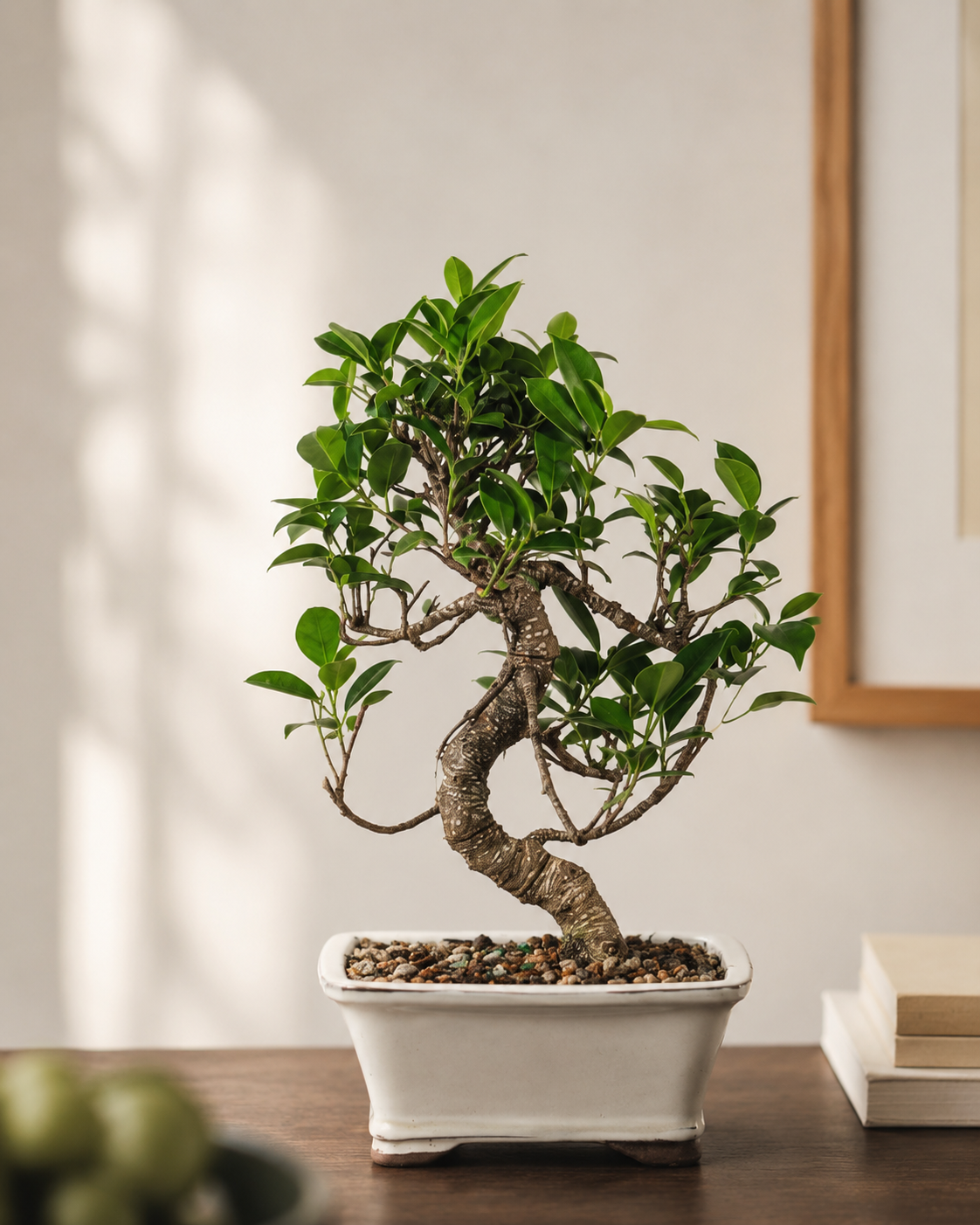 Golden Gate Ficus Bonsai