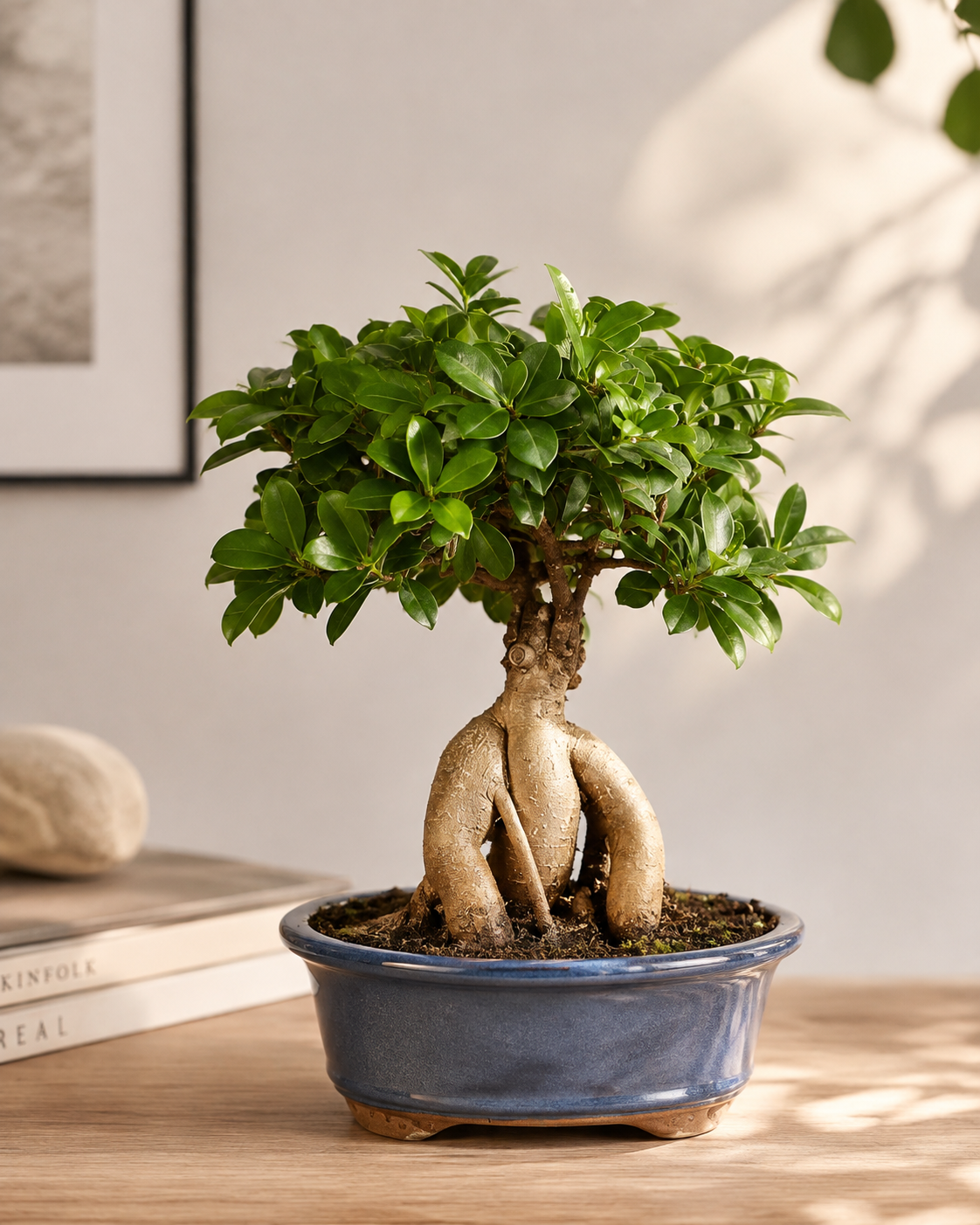 Ginseng Grafted Ficus Bonsai