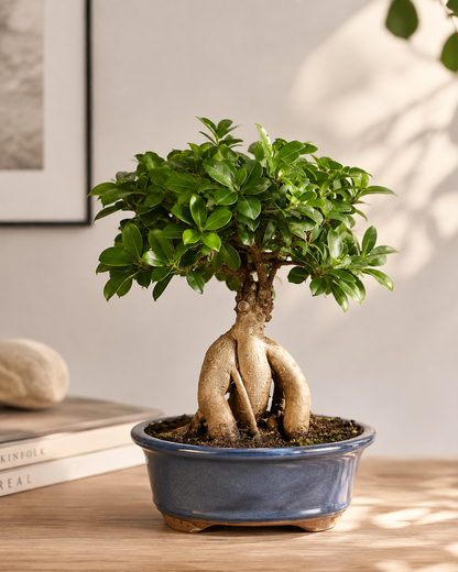 Ginseng Grafted Ficus Bonsai