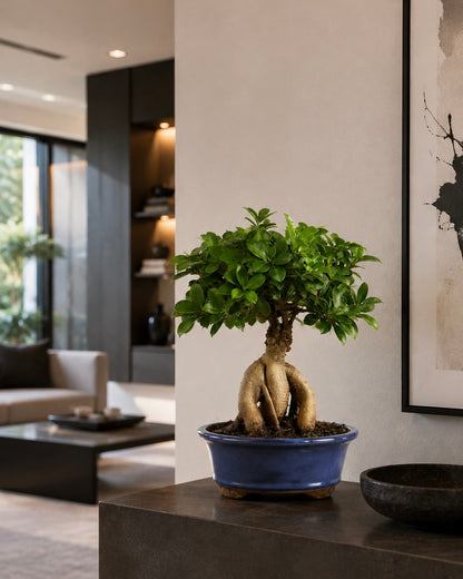 Ginseng Grafted Ficus Bonsai