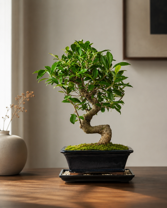 Golden Gate Ficus Bonsai Tree