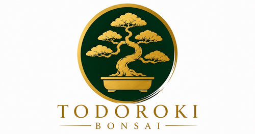 TODOROKI BONSAI