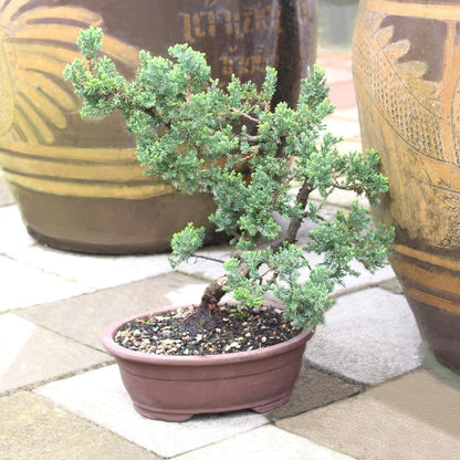 - Large Juniper Live Bonsai Tree