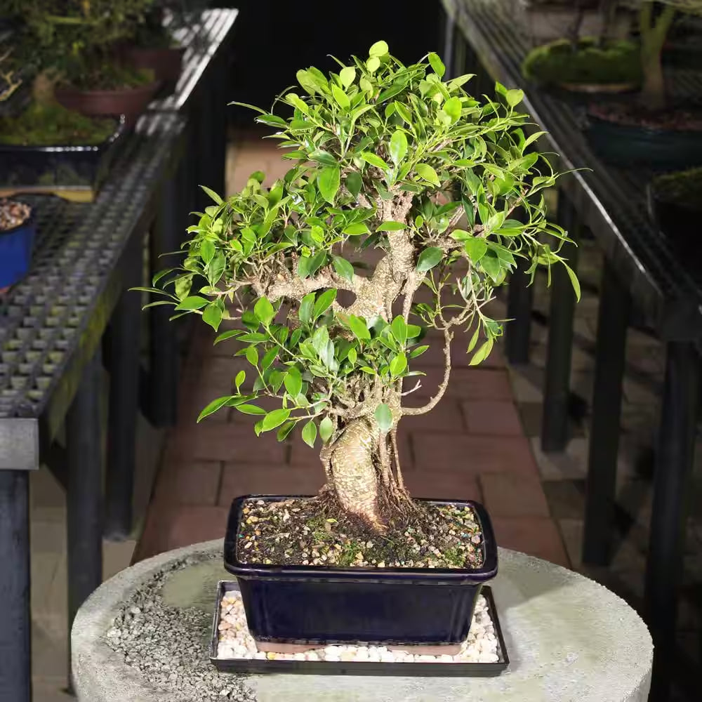 Golden Gate Ficus Bonsai Tree Indoor Plant in Ceramic Bonsai Pot Container, 10 Years Old, 16 to 20 In.
