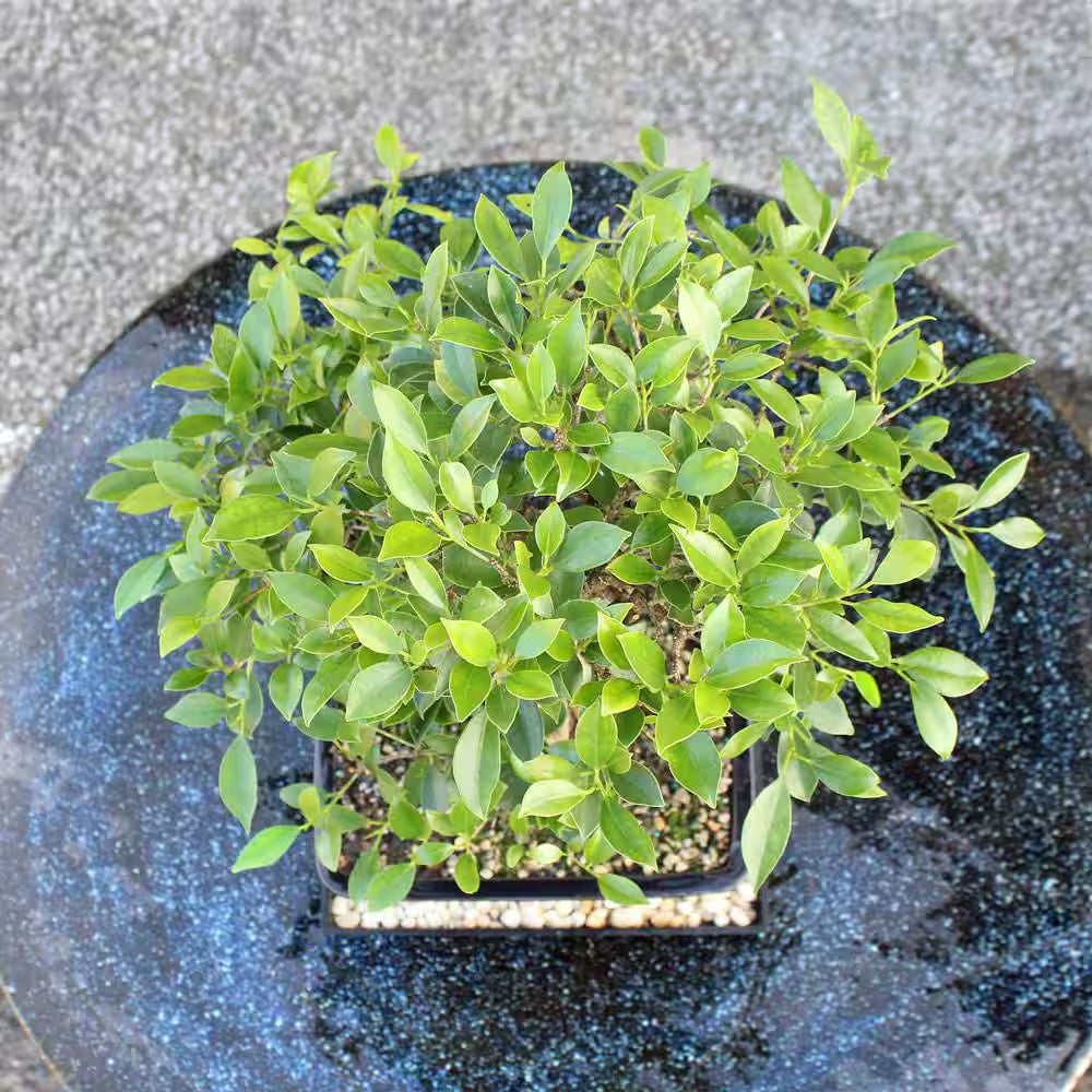 Golden Gate Ficus Bonsai Tree Indoor Plant in Ceramic Bonsai Pot Container, 10 Years Old, 16 to 20 In.