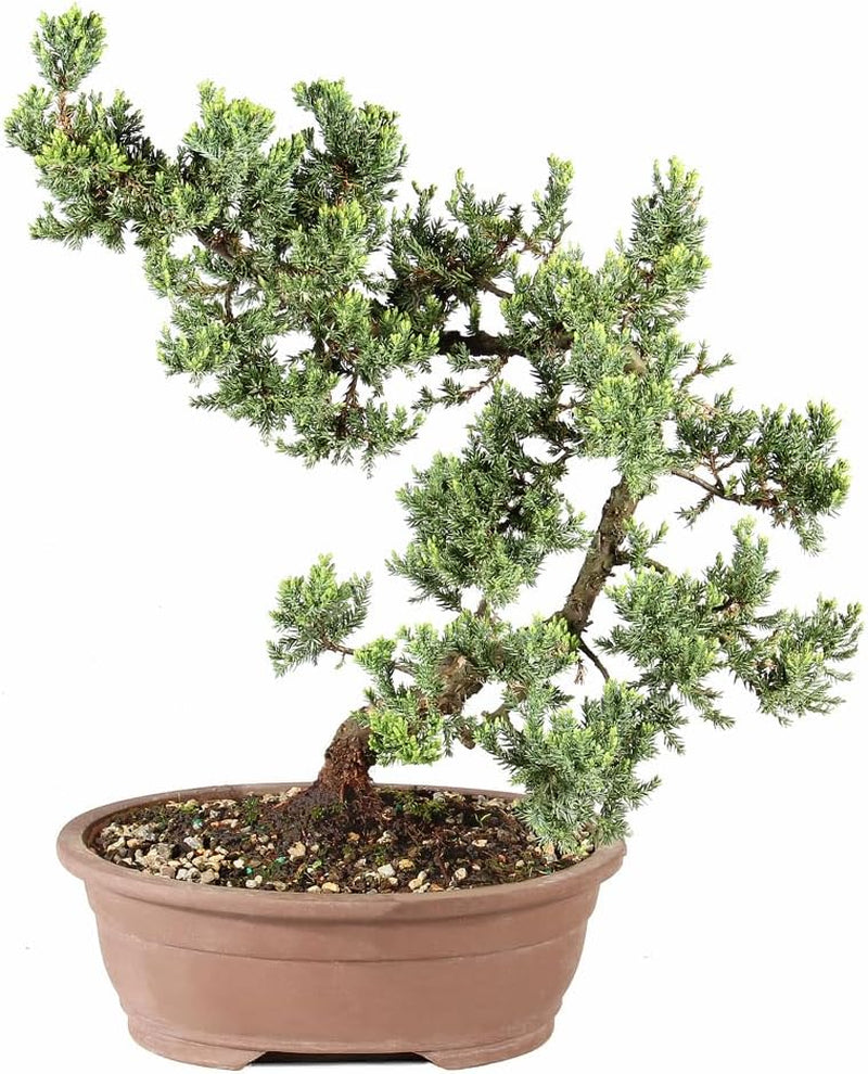 - Large Juniper Live Bonsai Tree