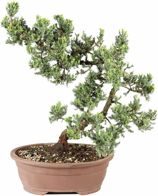 - Large Juniper Live Bonsai Tree