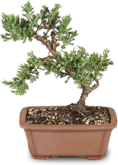 - Medium Juniper Live Bonsai Tree