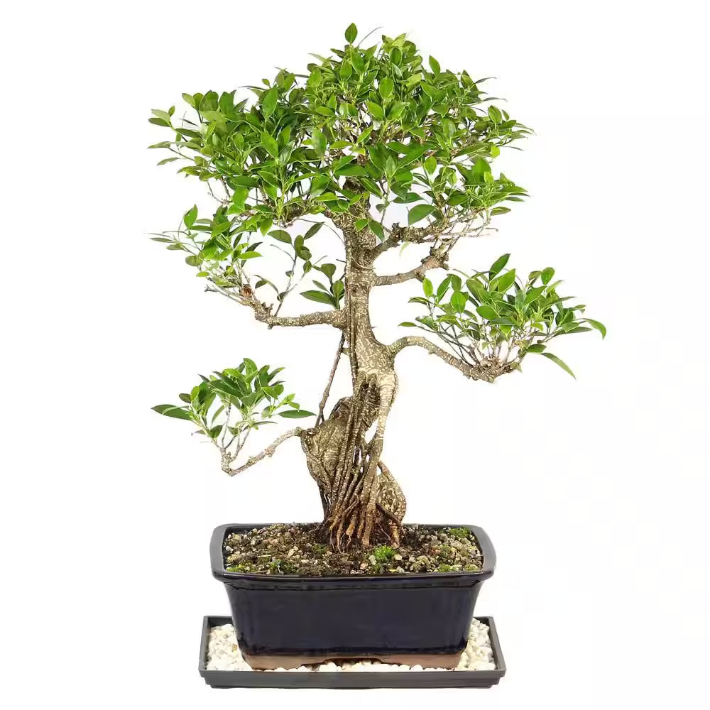 Golden Gate Ficus Bonsai Tree Indoor Plant in Ceramic Bonsai Pot Container, 10 Years Old, 16 to 20 In.