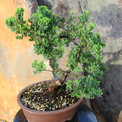 - Large Juniper Live Bonsai Tree