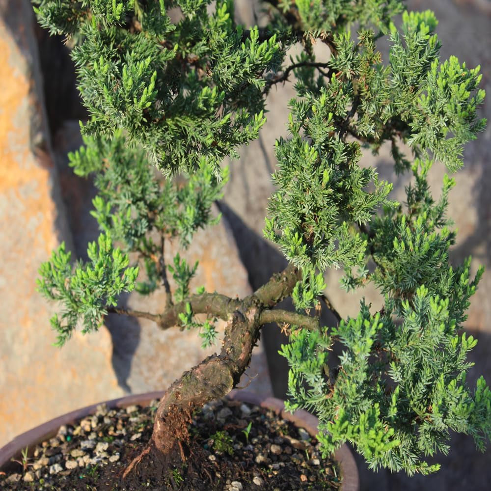 - Large Juniper Live Bonsai Tree