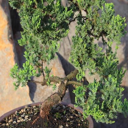 - Large Juniper Live Bonsai Tree