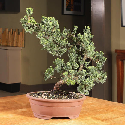 - Large Juniper Live Bonsai Tree