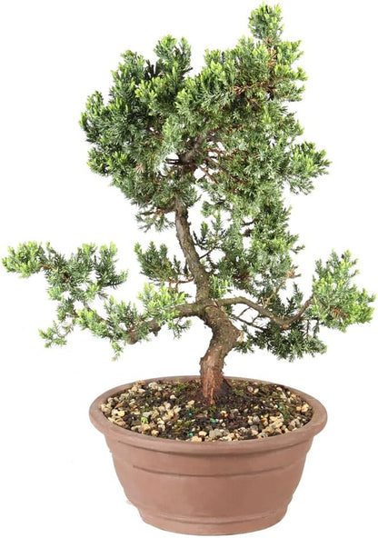 - Large Juniper Live Bonsai Tree