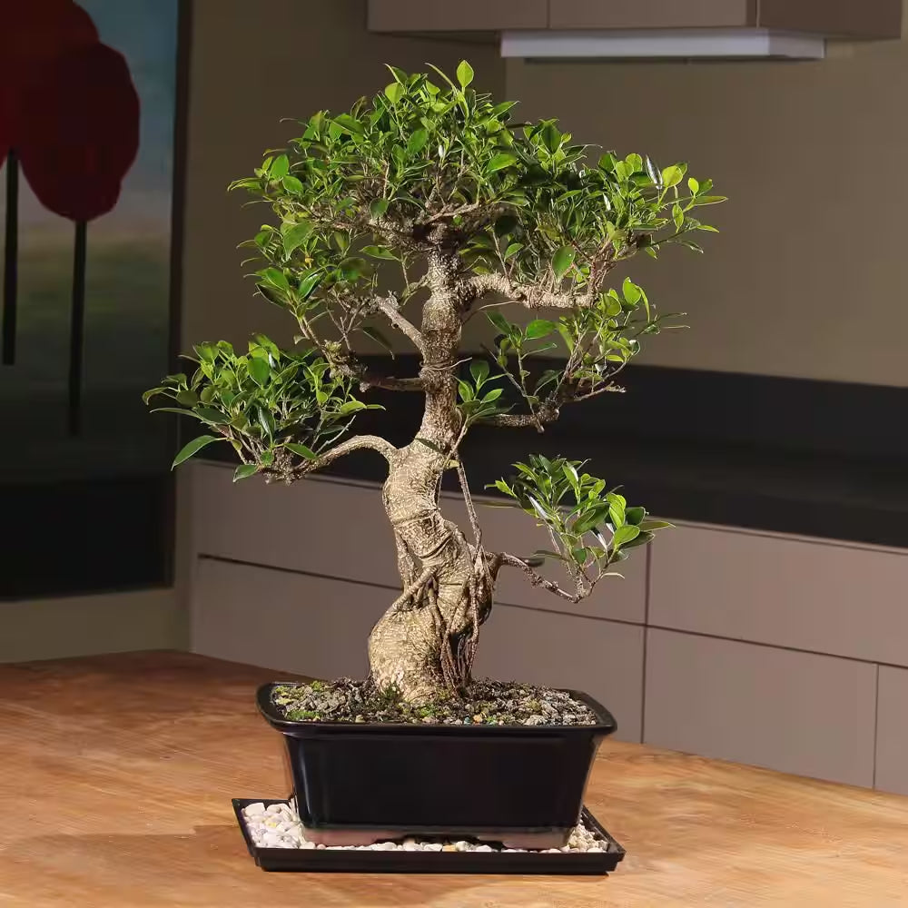 Golden Gate Ficus Bonsai Tree Indoor Plant in Ceramic Bonsai Pot Container, 10 Years Old, 16 to 20 In.