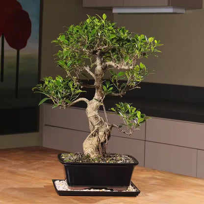 Golden Gate Ficus Bonsai Tree Indoor Plant in Ceramic Bonsai Pot Container, 10 Years Old, 16 to 20 In.