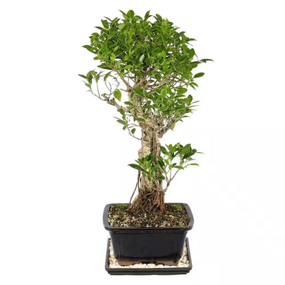 Golden Gate Ficus Bonsai Tree Indoor Plant in Ceramic Bonsai Pot Container, 10 Years Old, 16 to 20 In.