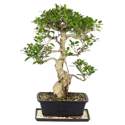 Golden Gate Ficus Bonsai Tree Indoor Plant in Ceramic Bonsai Pot Container, 10 Years Old, 16 to 20 In.
