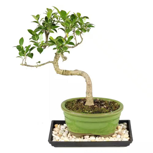 Golden Gate Ficus Bonsai Tree Indoor Plant in Ceramic Bonsai Pot Container, 4-Years Old, 5 to 8 In.