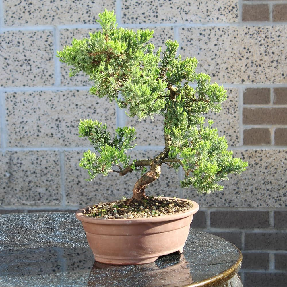 - Large Juniper Live Bonsai Tree
