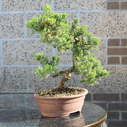 - Large Juniper Live Bonsai Tree